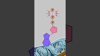 Does Breaking Chemical Bonds Release Energy ATP Explained [upl. by Fulmis627]