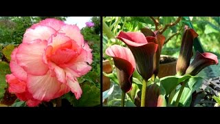 Overwintering Begonias amp Calla Lilies  easy guide [upl. by Guyer]