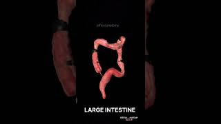 LARGE INTESTINE 360 VIEW  3danimation anatomy largeintestine shorts youtube youtubeshorts [upl. by Petrina997]