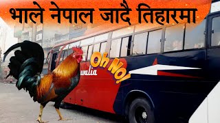 Tihar ma nepal jani bus  Nepali news  latest news  Desh variko khabar [upl. by Marquita]