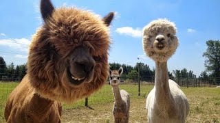 Alpaca Spitting  Funny and Cute Alpaca amp Llama Videos Compilation [upl. by Kcam231]