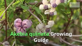 Akebia quinata Growing Guide [upl. by Velma977]