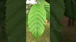 Hornbeam Carpinus betulus  leaf close up  July 2018 [upl. by Sesom]