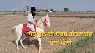 ਥੋੜ੍ਹੇ ਮੁੱਲ ਦੀ ਚੰਗੀ ਗੱਬਨ ਚੈੱਕ ਪਾਸ ਘੋੜੀ  Nukri mare for sale  horse ghodiyan [upl. by Hehre605]