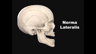 Norma Lateralis  Study of skull from the side  This includes the bones features attachments [upl. by Nywde377]