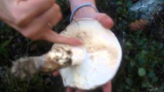 How to find Matsutake Pine mushrooms in BC Forests [upl. by Henrion412]