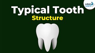 Structure of a Typical Tooth  Dont Memorise [upl. by Aniarrol94]