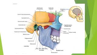 5 Temporal and infratemporal fossae [upl. by Chimene]