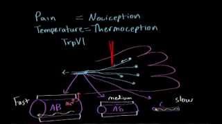 Pain and temperature  Processing the Environment  MCAT  Khan Academy [upl. by Minnie]