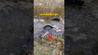 เรายังไม่ตุยน่ะนุด Alligator vs Python python alligator wildlife everglades shorts [upl. by Adnael]