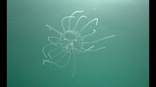 4 Years Separate Sightings of Rare Freshwater Jellyfish in South China [upl. by Adnulahs]