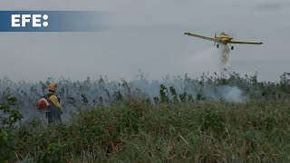 Lluvia y bajas temperaturas ayudan a combatir incendios en el Pantanal [upl. by Adnarym]