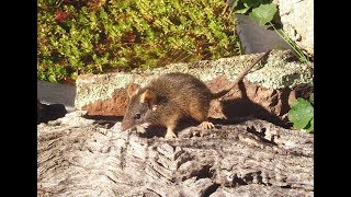 Yellowfooted Antechinus – nesting [upl. by Yrem194]