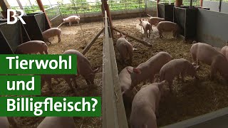 Tierwohl im Schweinestall Landwirte fordern ordentliche Entlohnung  Unser Land  BR [upl. by Moreno]