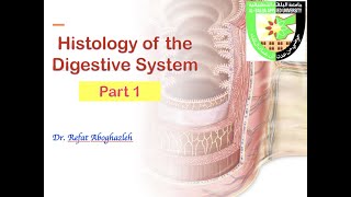 Histology of Digestive System Part 1 [upl. by Baily894]