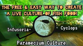 The Free amp Easy Trick To Raise More Fry Faster How to Grow Live Cultures of Paramecium amp Infusoria [upl. by Littman757]