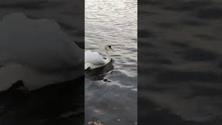 Linlithgow Swan 26th October 2024 shorts shortswithcamilla [upl. by Idnas]