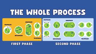 what is meiosis  what is meiosis cell division  Understanding Meiosis Cell Division Explained [upl. by Immanuel]