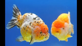 Fancy Goldfish VS Cheat Goldfish on Tank [upl. by Egerton]