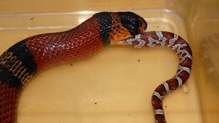 Snake Eats Snake Time Lapse Milksnake Eats Cornsnake [upl. by Einobe825]