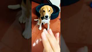 Dogs food waiting training 🤓 beagle luccahbeagle dogtraining doglover pets beaglepuppy [upl. by Sone]