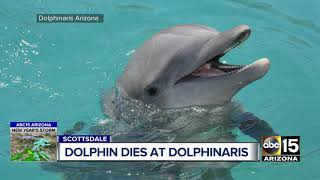 Dolphin dies at Dolphinaris from chronic illness [upl. by Annek]