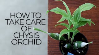 How to Take Care of Chysis Orchid  Environment and Watering Requirements  ORCHID CARE [upl. by Aihsema273]