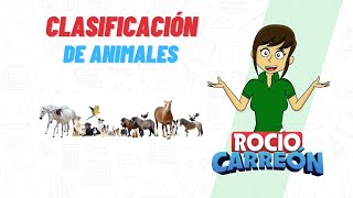 CLASIFICACIÓN DE ANIMALES Herbívoro Carnívoro Omnívoro e Insectívoro [upl. by Drucy]