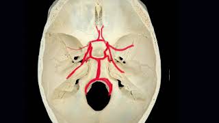 Irrigación del sistema nervioso sistema vertebrobasilar [upl. by Lanita403]