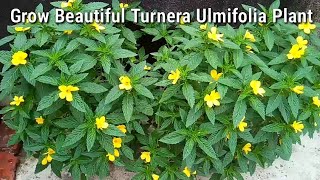 How To Grow Turnera Ulmifolia🌻🌻  Regular Flowering Plant  Cuban buttercup  Yellow Alder 🌻🌻 [upl. by Jeroma]