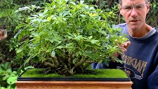 Schefflera Bonsai Aug 2014 [upl. by Tatia]