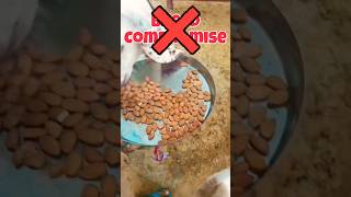 Nasal se compromise na Karen rooftop GOAT farming facts earn fun animals [upl. by Yenahpets439]