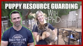 How to Stop Puppy Resource Guarding [upl. by Weinstein933]