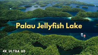 Palau Jellyfish Lake 2023  Jellyfish Lake in Palau  Palau island [upl. by Seedman]