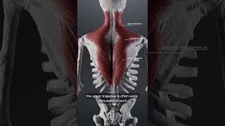 trapezius muscles [upl. by Diskin]