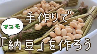 手作りでマコモ『納豆』を作ろう☆ [upl. by Ana174]