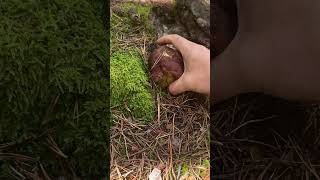 Empieza el otoño en Madrid boletus micelio naturaleza [upl. by Ihsir]