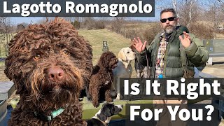 Lagotto Romagnolo  Is It Right For You [upl. by Aihsrop]