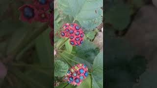 Clerodendrum glandulosum  oyin tape in Galo dialect [upl. by Lah]