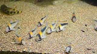 Corydoras adolfoi [upl. by Graubert]