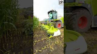 Maize Forage Harvesters agri [upl. by Dachia]