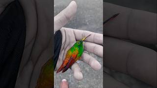 Encontré un Colibrí Herido 😢 story reaction animals animalplanet [upl. by Delfeena]