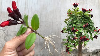 How to propagate Aeschynanthus lobbiana quickly by flower cuttings [upl. by Neral]