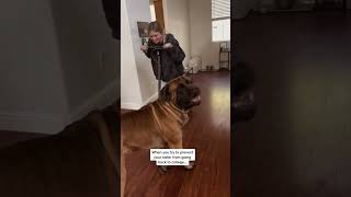 My Dog Tries to Stop his bestie leaving for college dog dogs cutedog [upl. by Andee]