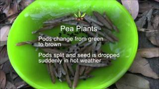 Indigenous Seed Collection  Cleaning and Storing PART 3 of 4 [upl. by Elletse]