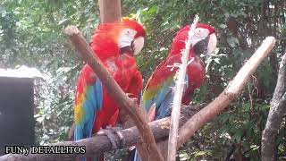 LOROS HABLANDO Y CONTANDO CHISTES  VIDEO DE LOROS CHISTOSOS comedy humor loros [upl. by Eruot745]