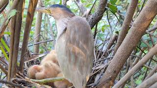 Amazing Green Bittern Bird Nest [upl. by Okire]