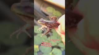 Freaky one eyed frog alien frogs deformity viralvideo [upl. by Berfield]