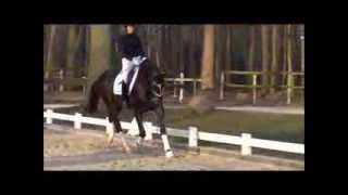 wwwdressagetalentscom  Sylvester [upl. by Annairda40]