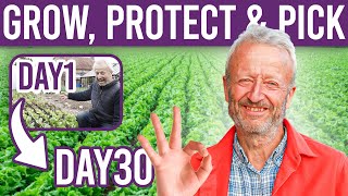 Mastering Lettuce Tips and Tricks for Growing Sowing and Protecting Your Crop [upl. by Kreis]